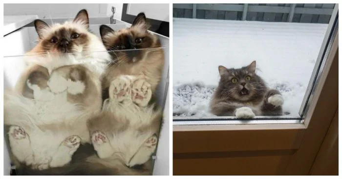 Пушистики за стеклом