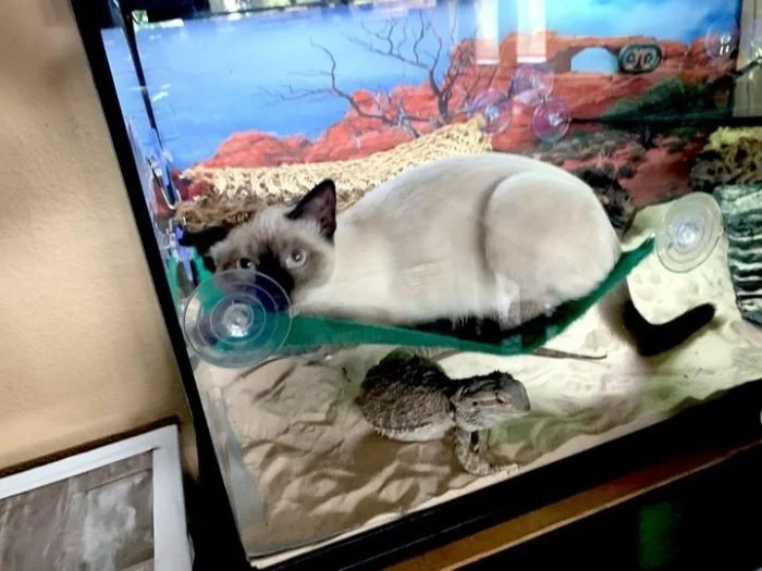 Пушистики за стеклом