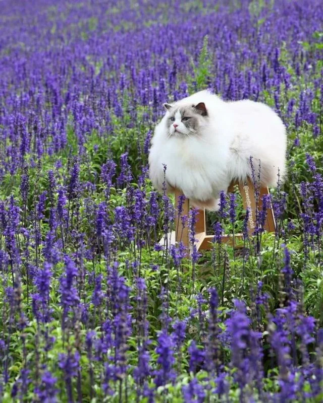 Разные картинки