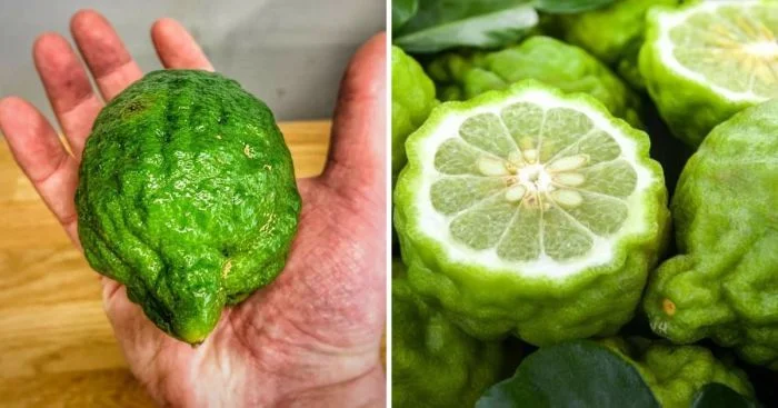 14 пар, которые так похожи, что могут запутать даже эксперта