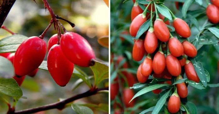 14 пар, которые так похожи, что могут запутать даже эксперта