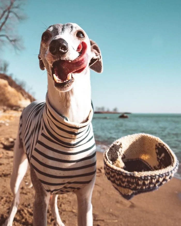 Момент счастья: 16 случайных фотографий, зафиксированных в самый удачный момент