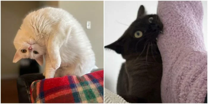 Кошачьи шалости: 30 раз, когда котики привели своих хозяев до истерического смеха