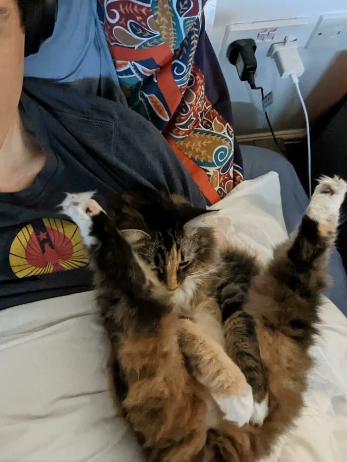 Кошачьи шалости: 30 раз, когда котики привели своих хозяев до истерического смеха