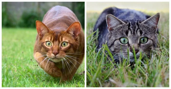 Приключения котиков-следопытов