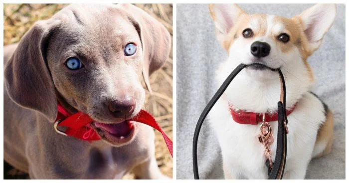 Как же они любят гулять