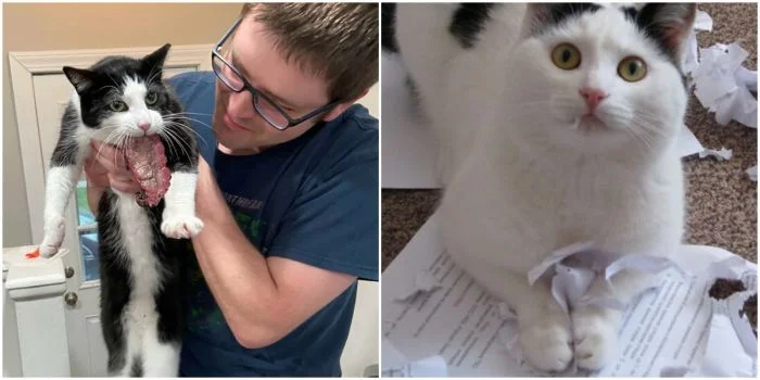 30 забавных котов, пойманных с поличным