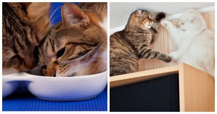 Мяу-соперничество