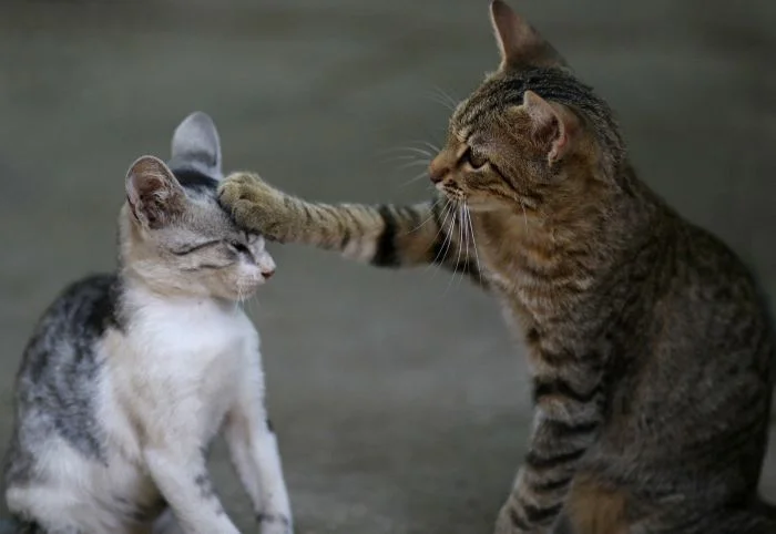 Мяу-соперничество