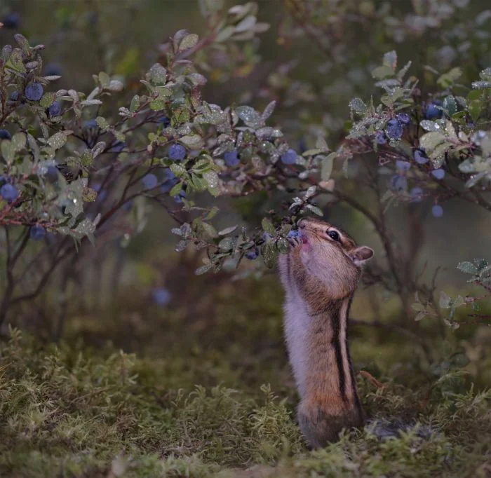 На общую тему