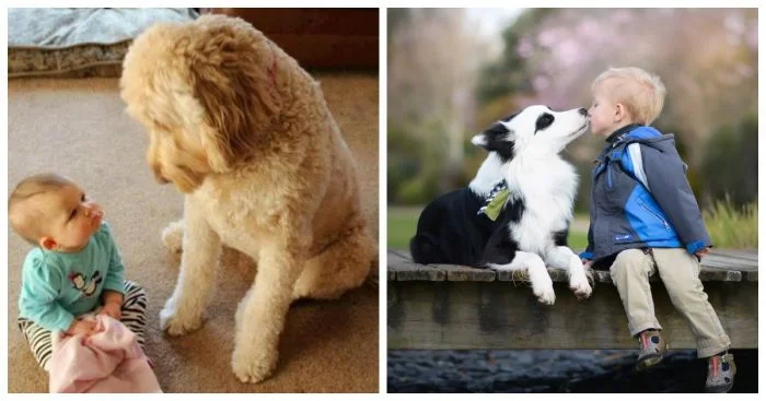 Заботливые хвостики: няни из мира животных