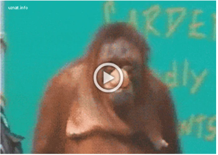 Просто гифки