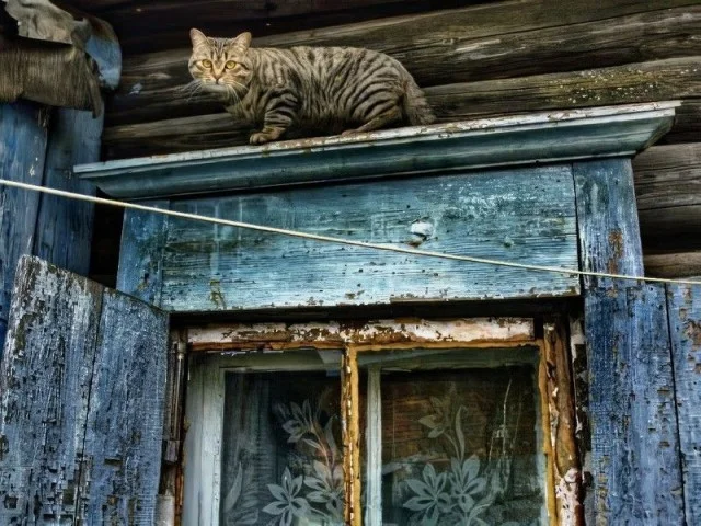 Коты деревенской породы