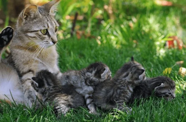 Кого первым выберет кошка: перемещение котят на новое место