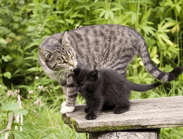 Кого первым выберет кошка: перемещение котят на новое место