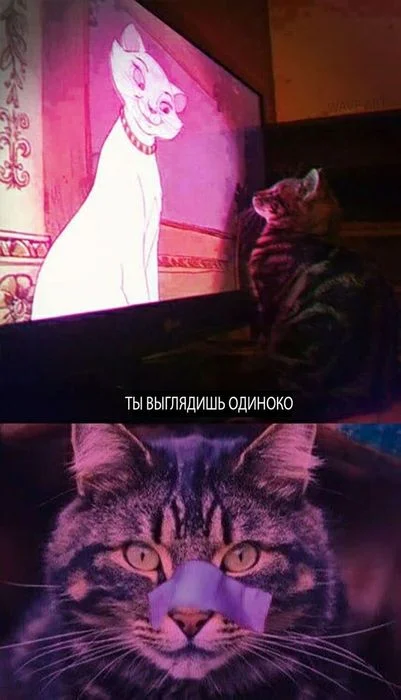 Баяны лол