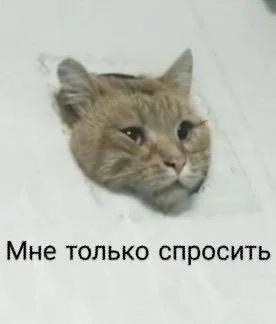 В Уфе кот стал звездой после того, как решил пролезть в вентиляционное окошко и застрял.