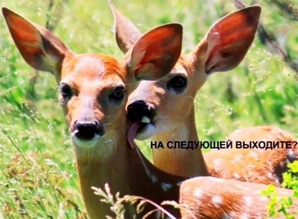 Нестандартный юмор #40