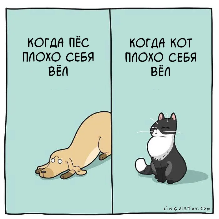 Жизнь с котом⁠⁠