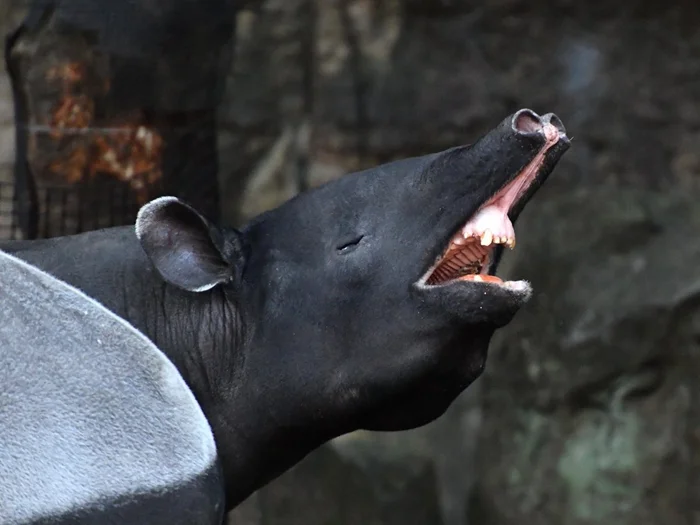 Загадочный «орган любви» у животных: что мы знаем о нём?