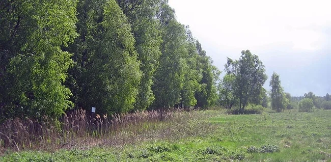 Малиновая девушка