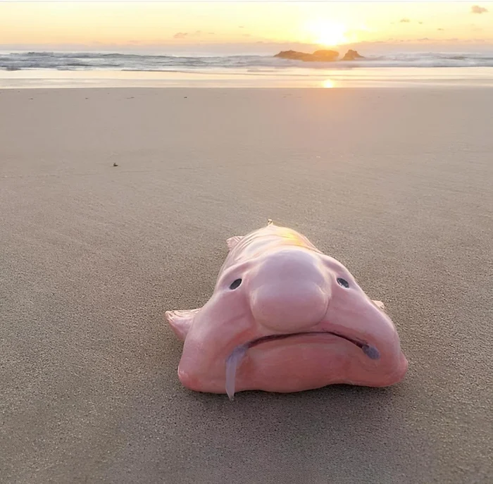 Рыба-капля: Прекрасное животное, незаслуженно признанное самым уродливым