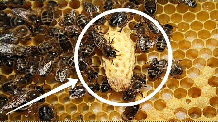 Пчелиная матка ведёт своё войско к новому улью: Самое увлекательное время в жизни пчёл