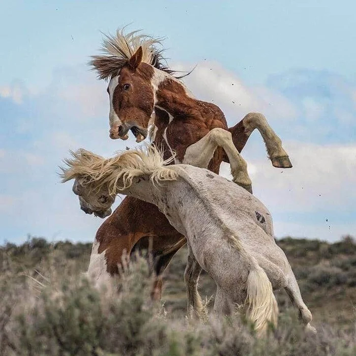 Иерархия в стаде лошадей: Здесь нет чести, только суровые законы и тирания альфы