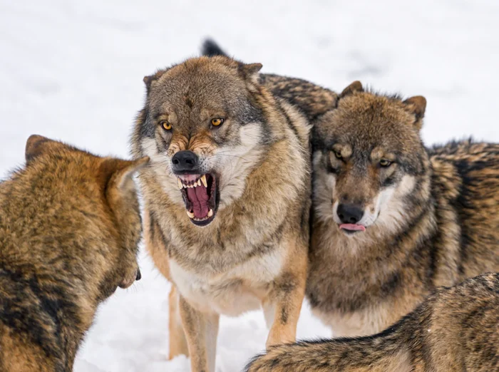 Иерархия в стаде лошадей: Здесь нет чести, только суровые законы и тирания альфы