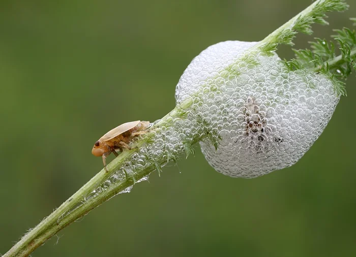 Опасный вредитель растений: Почему «заячья слюна» не должна поселяться на вашем участке