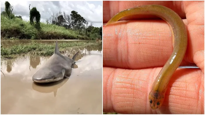 Опасные обитатели бассейна Амазонки: 10 видов животных