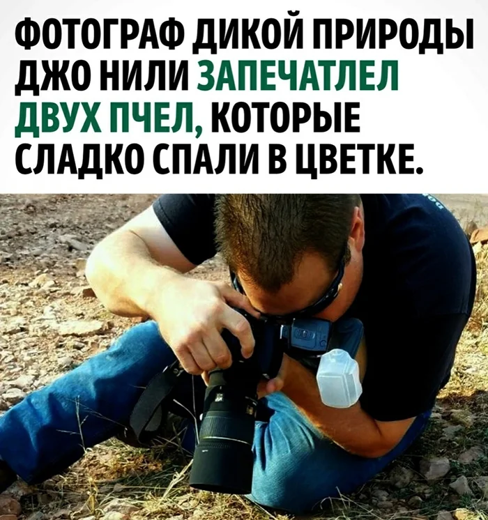 Милота от пчелок