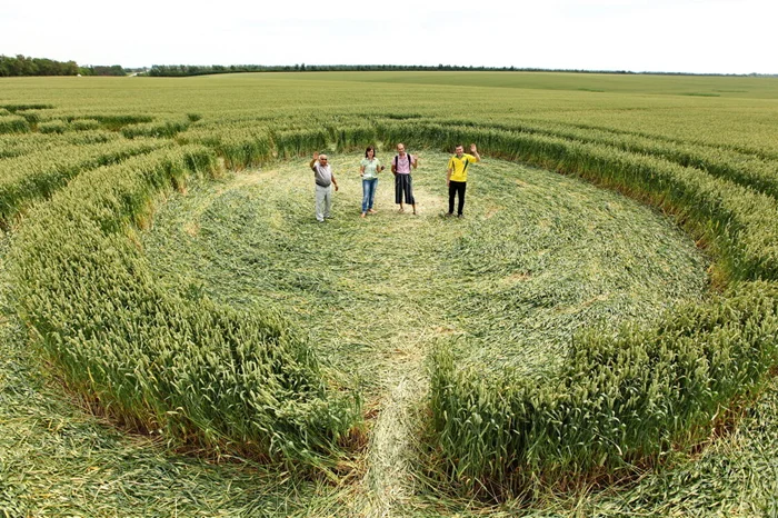 Кто и для чего создает круги на полях? Версии ученых о гигантских узорах