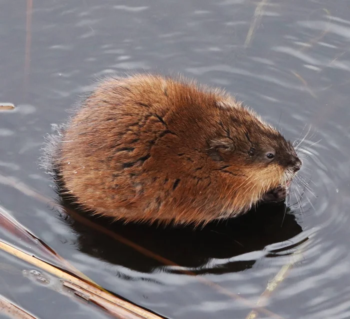 Ондатра: Как американский пришелец изменил природу России, где их раньше не было