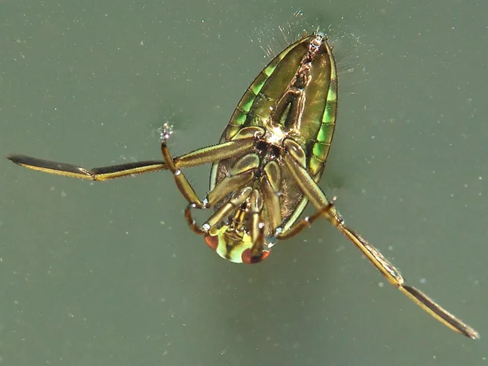Водяная оса: Кто скрывается в речке на даче. Почему стоит быть осторожнее в диких водоёмах