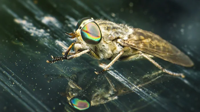 Слепень: Разбираемся в целях и мотивах вампиров