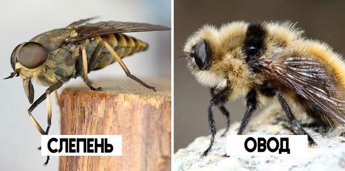 Слепень: Разбираемся в целях и мотивах вампиров