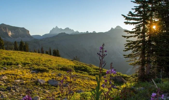 Красивые фотографии с дикой природой