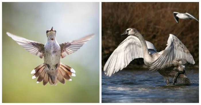Грация в полёте