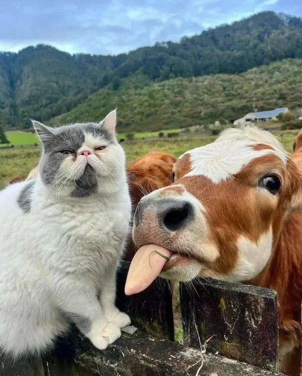 Всё вразнобой