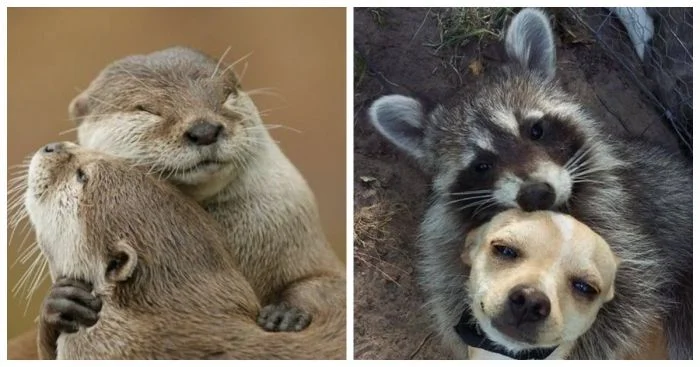 Милые объятия, которые растопят ваше сердце