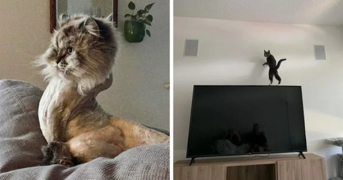 20 котов в позах, которые озадачат любого