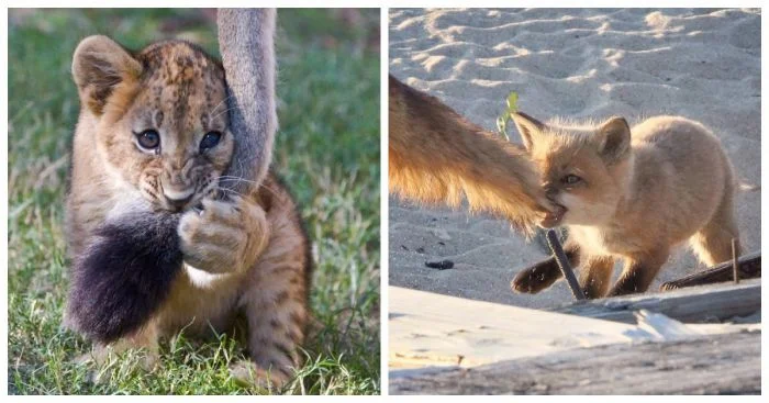 Милые хвостики