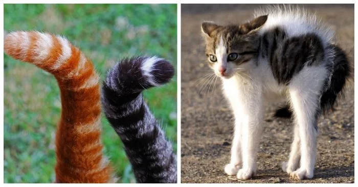 Пушистые хвостики