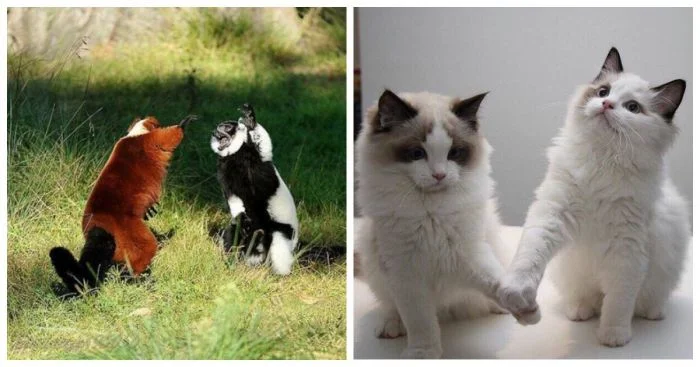 Лапопожатые