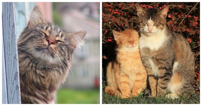 Щурятся, значит любят!