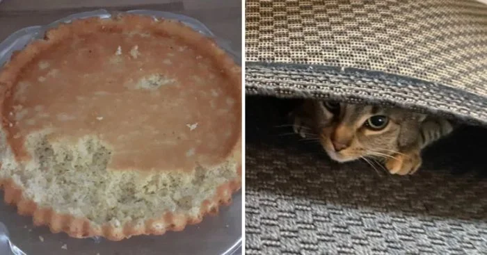 Хулиганистые коты: 15 фото, показывающих хаос в доме