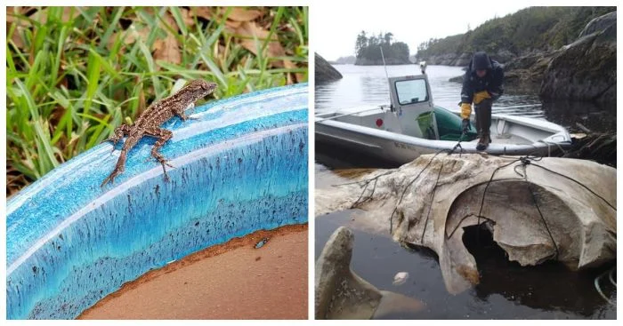 15 редчайших находок, обнаруженных случайно