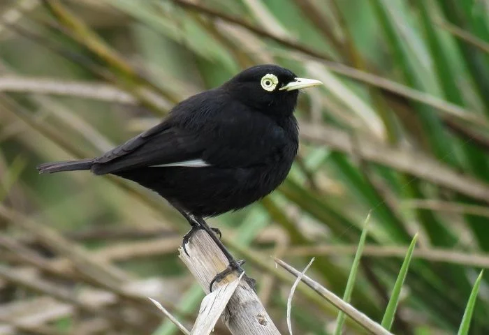 На общую тему