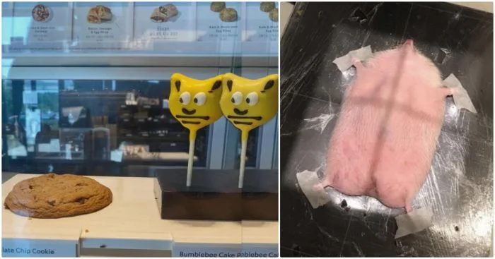 15 смешных фото, созданных без помощи фотошопа